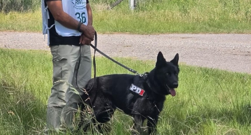 Perros de la PDI se consagraron campeón y subcampeón argentinos en una prestigiosa competencia en Córdoba