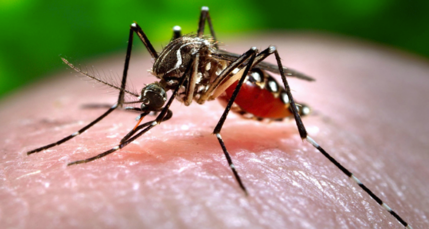 Un nuevo caso de dengue se registr&oacute; en la provincia de Santa Fe