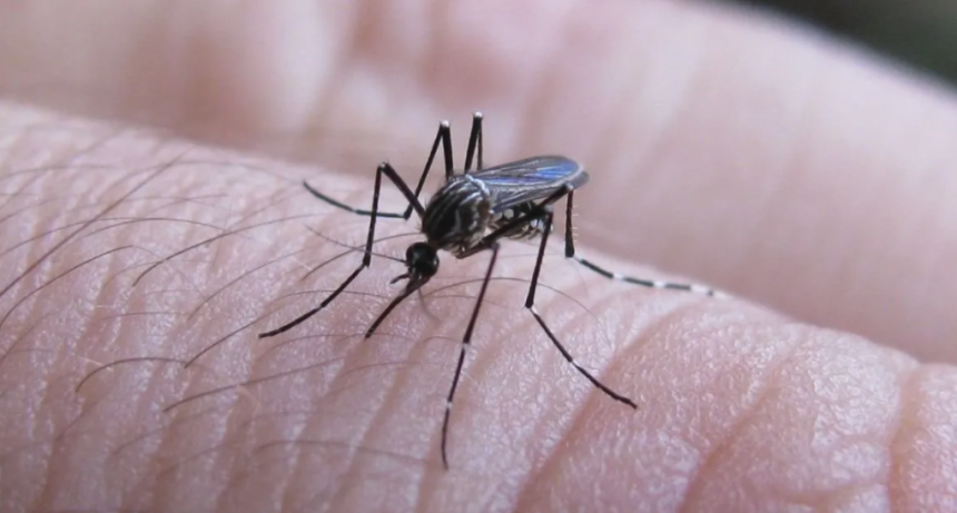 La Municipalidad de Sauce Viejo brind&oacute; recomendaciones para evitar la proliferaci&oacute;n del dengue