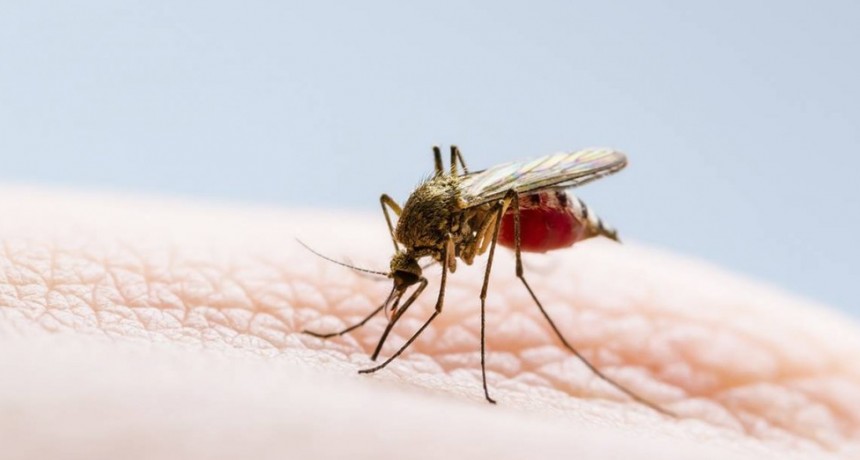 Aumentaron los casos de dengue y chikungunya en Santa Fe