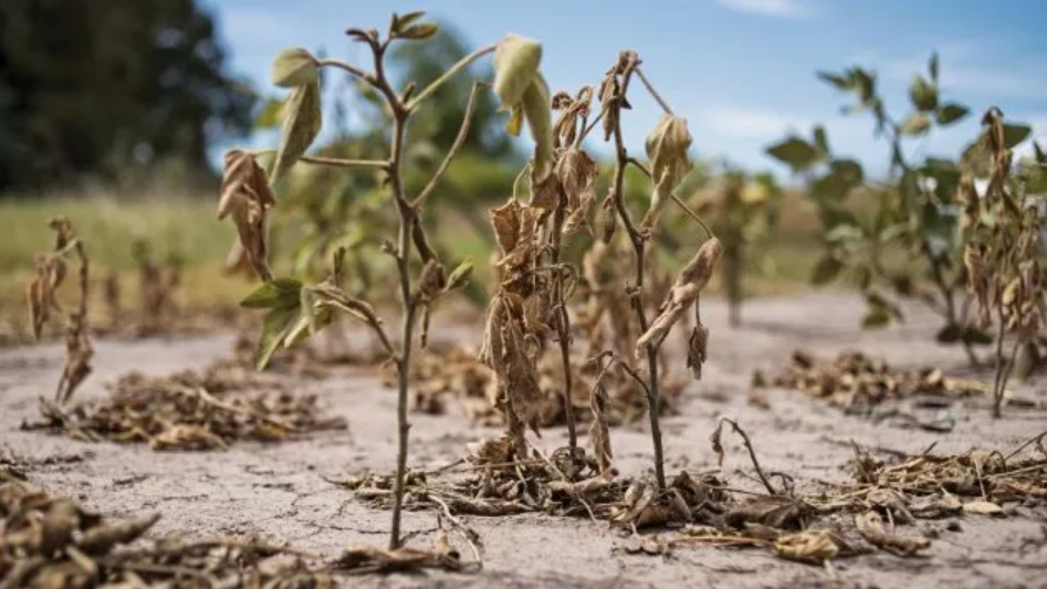 Provincia extiende plazos para tramitar emergencia agropecuaria