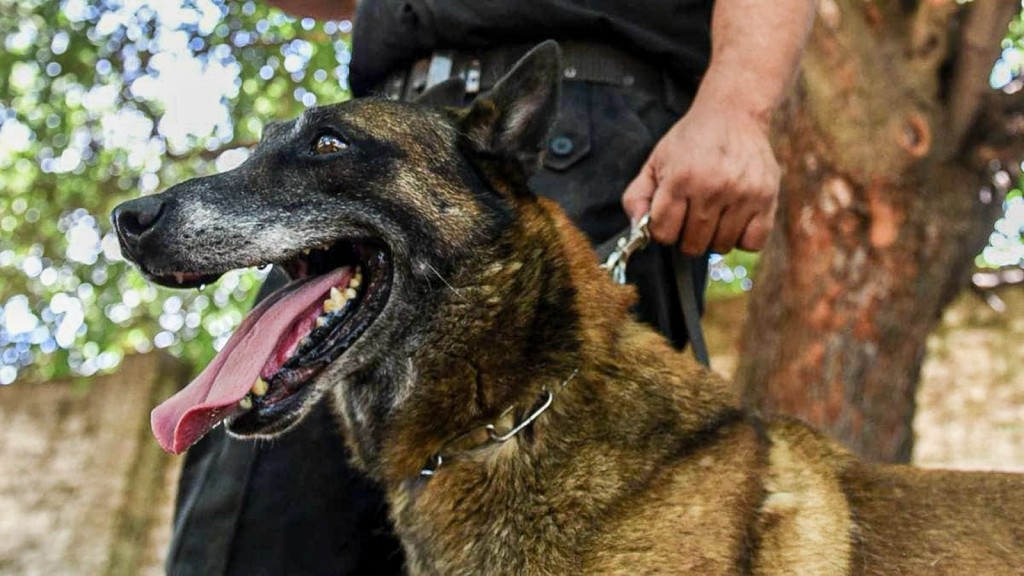 Sección Perros de la Policía de Santa Fe: décadas de servicio a la comunidad cumpliendo misiones en toda la provincia