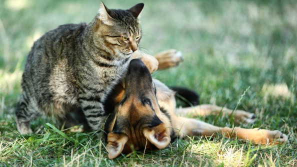 Santo Tomé: continúa la atención de las Unidades Veterinarias Municipales