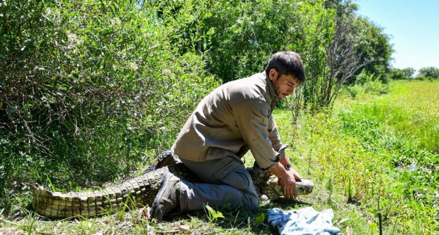 Biodiversidad: Provincia regres&oacute; un Yacar&eacute; overo a su h&aacute;bitat natural
