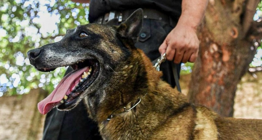 Secci&oacute;n Perros de la Polic&iacute;a de Santa Fe: d&eacute;cadas de servicio a la comunidad cumpliendo misiones en toda la provincia