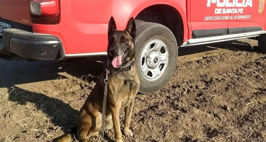 El adi&oacute;s a Baloo, el perro rescatista que durante diez a&ntilde;os fue h&eacute;roe de los santafesinos
