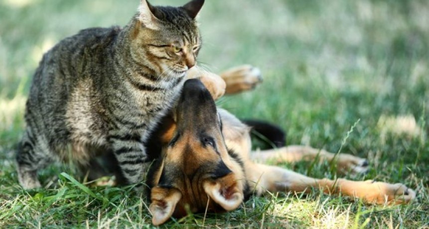 Santo Tom&eacute;: contin&uacute;a la atenci&oacute;n de las Unidades Veterinarias Municipales