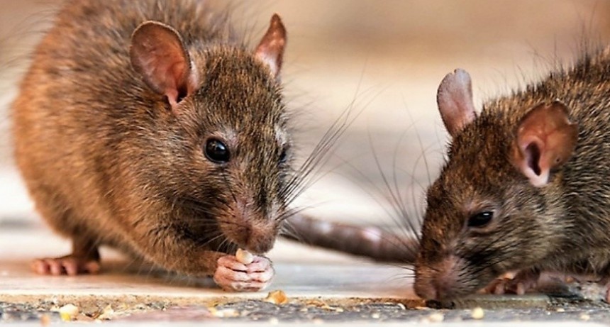 Leptospirosis: Provincia recuerda las medidas de prevención