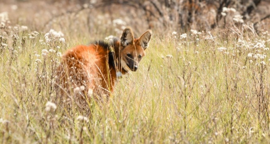 Biodiversidad: Provincia concret&oacute; m&aacute;s de 500 liberaciones de fauna silvestre en 2025