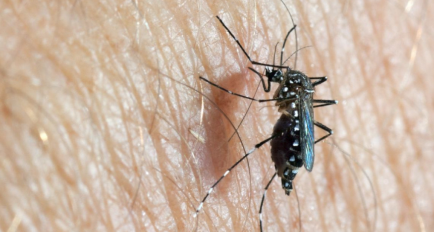 Santa Fe confirm&oacute; 525 nuevos casos de dengue y 17 de chikungunya