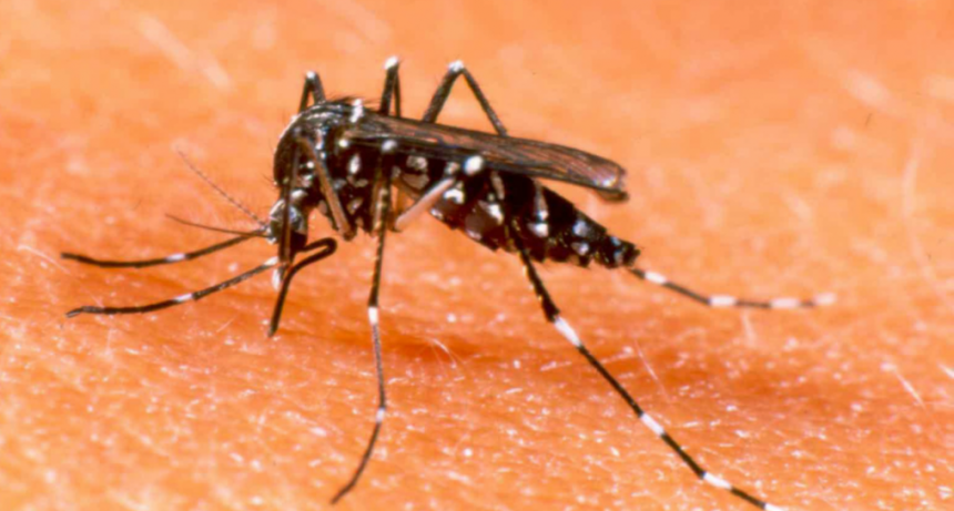 Santa Fe registra circulaci&oacute;n viral de dengue y chikungunya