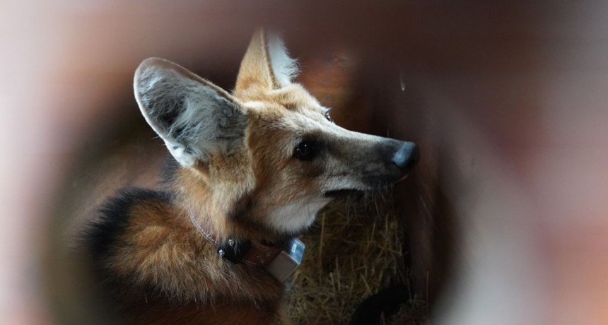 Biodiversidad: Provincia recuper&oacute; el collar de monitoreo de un aguar&aacute; guaz&uacute;