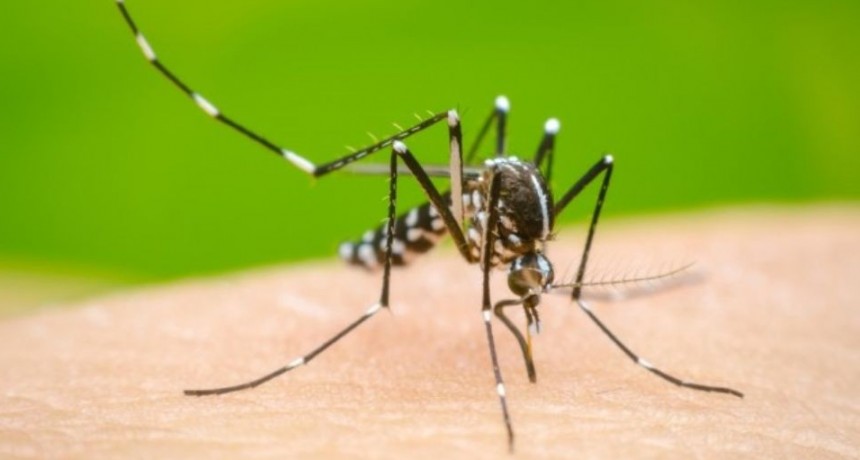 Los casos de dengue ascienden a 7.580 en Santa Fe
