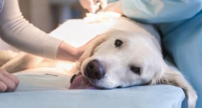 La Municipalidad de Santo Tom&eacute; realizar&aacute; una jornada de castraci&oacute;n masiva de perros y gatos en barrio Costa Azul