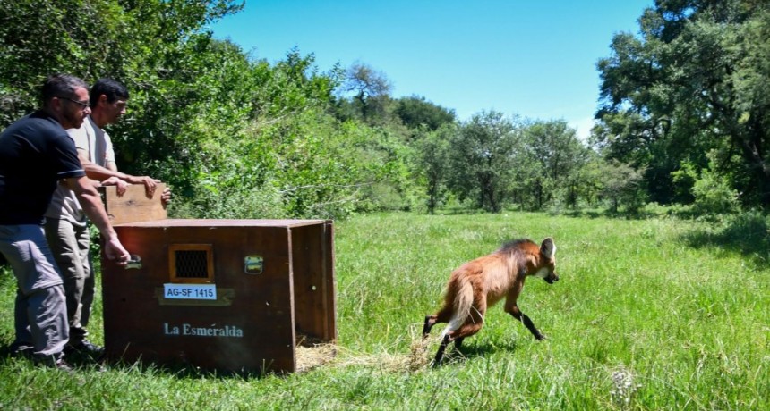 Biodiversidad: la Provincia liber&oacute; un aguar&aacute; guaz&uacute; recuperado en La Esmeralda