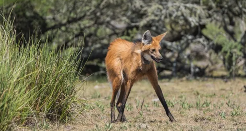 Liberaron a dos aguar&aacute; guaz&uacute; en una reserva provincial