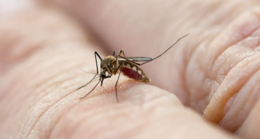 Dengue: los casos disminuyen pero se registraron 10 muertes en una semana en Santa Fe