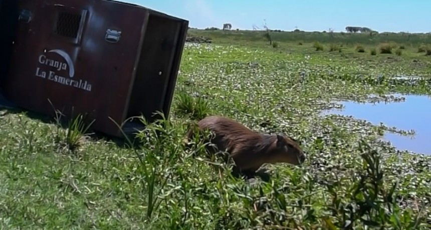 C&oacute;mo es el trabajo de los especialistas de Provincia en La Esmeralda para salvar animales silvestres