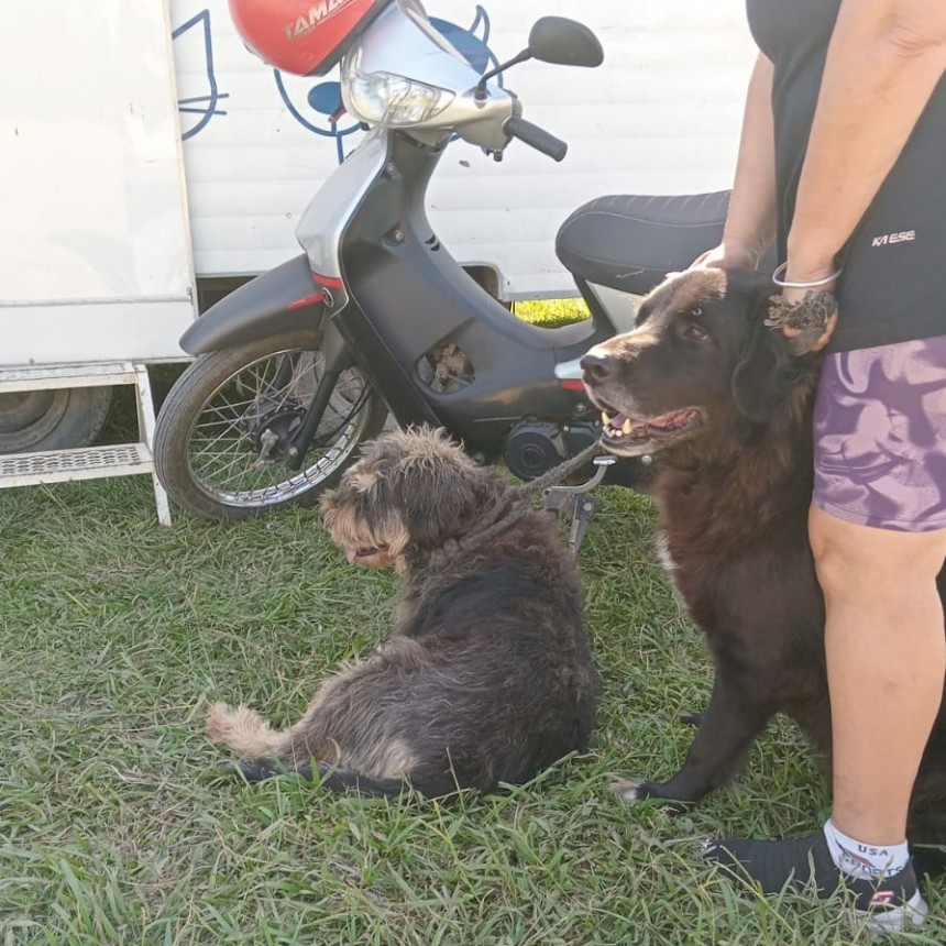 Sauce Viejo contin&uacute;a cuidando a las mascotas con el programa "La Muni en tu Barrio"