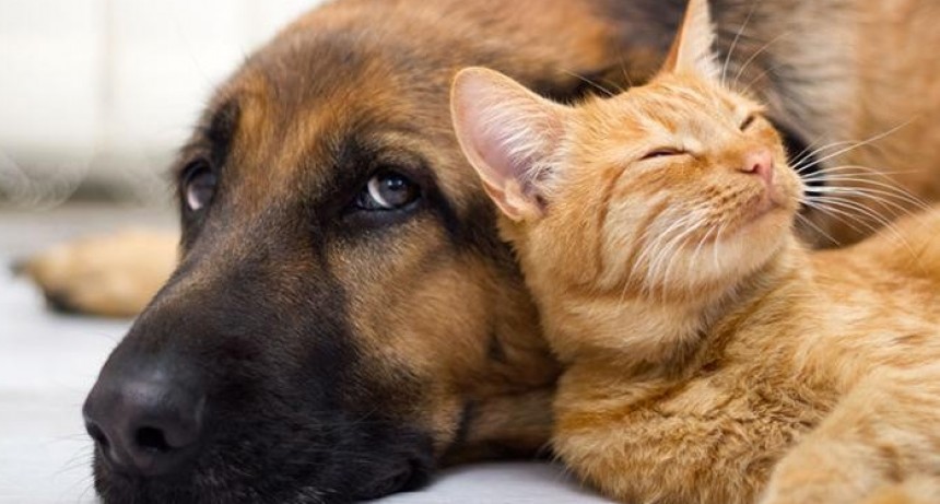 Santo Tom&eacute; impulsa el cuidado responsable de los animales con un nuevo programa municipal