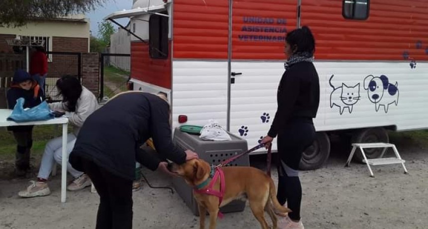 M&aacute;s de 9.600 atenciones gratuitas a mascotas se realizaron en Sauce Viejo