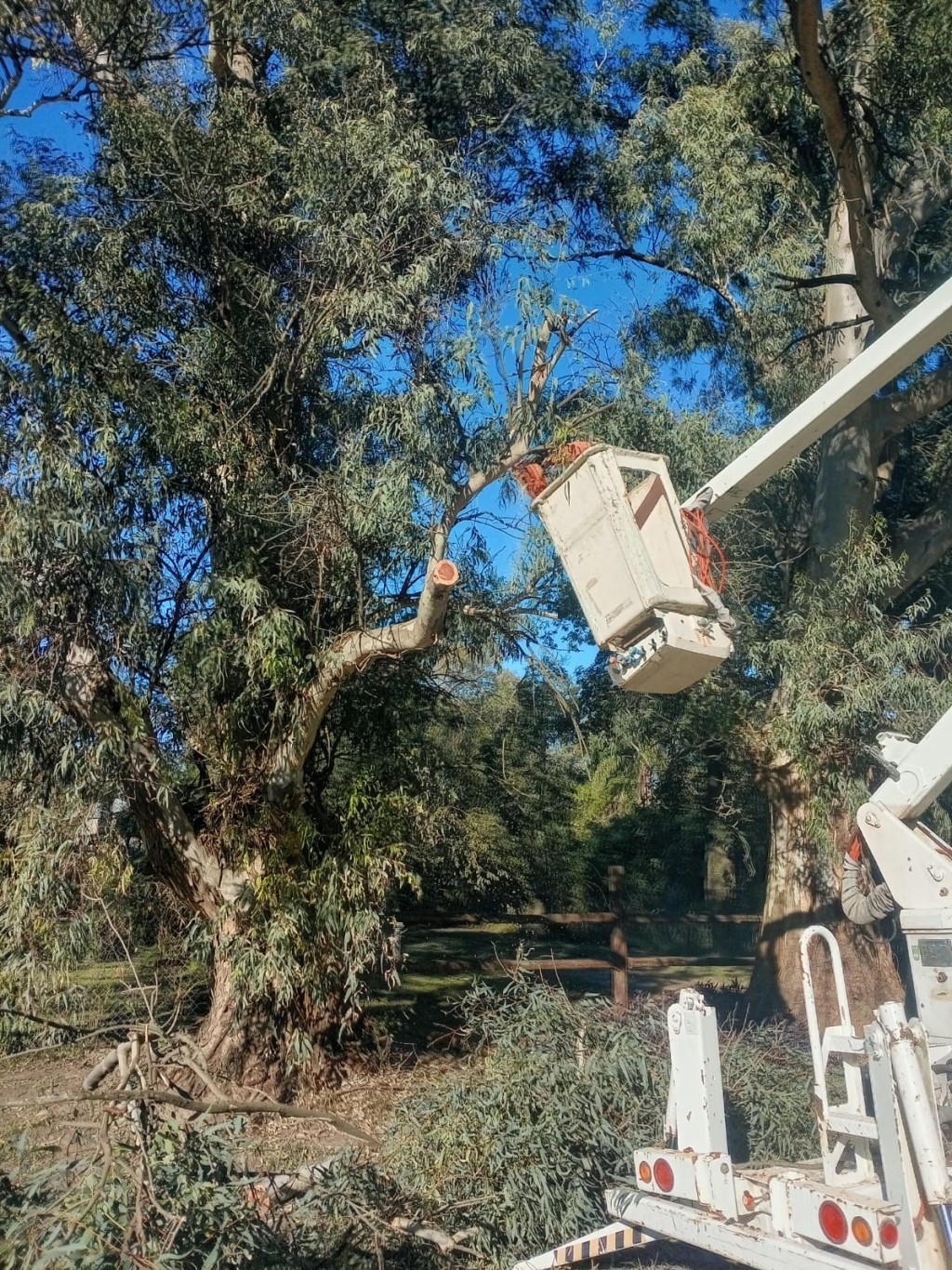 Sauce Viejo avanza con tareas de mantenimiento del arbolado en calle Canad&aacute;