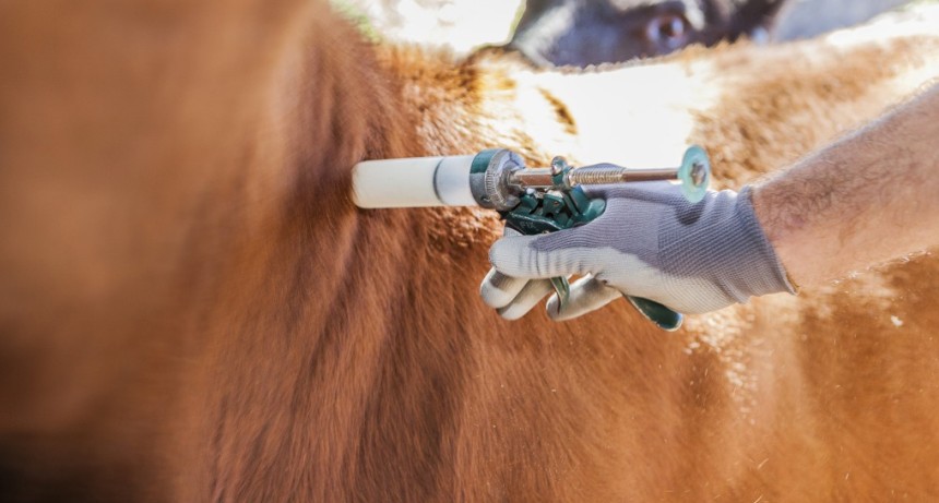 Provincia logr&oacute; prorrogar la vacunaci&oacute;n antiaftosa y flexibilizaci&oacute;n del tr&aacute;nsito para productores afectados por inundaciones