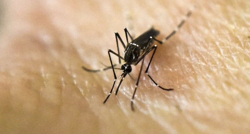 Dengue: tercera semana con descenso de la curva de casos