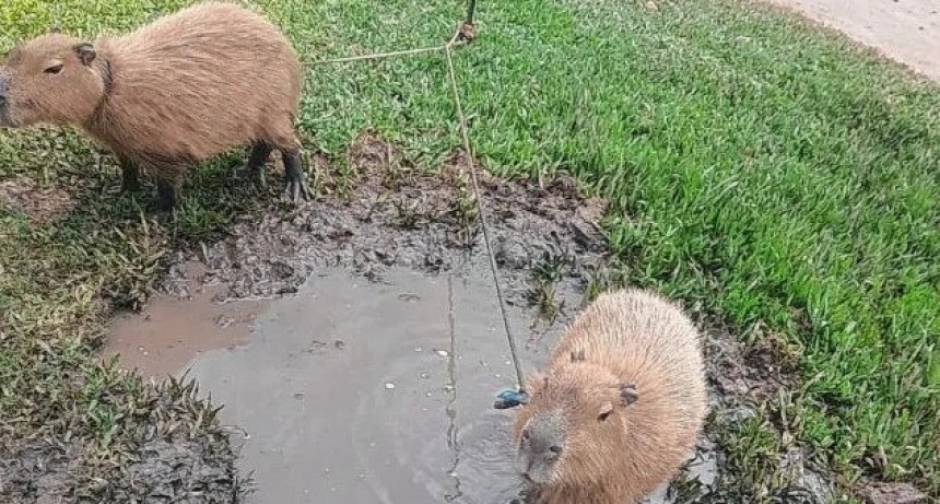 La Polic&iacute;a Ecol&oacute;gica rescat&oacute; a dos carpinchos que estaban atados en una vivienda de Sauce Viejo