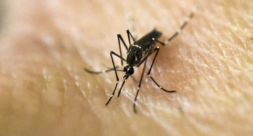 Dengue: contin&uacute;a el descenso de casos en la provincia de Santa Fe
