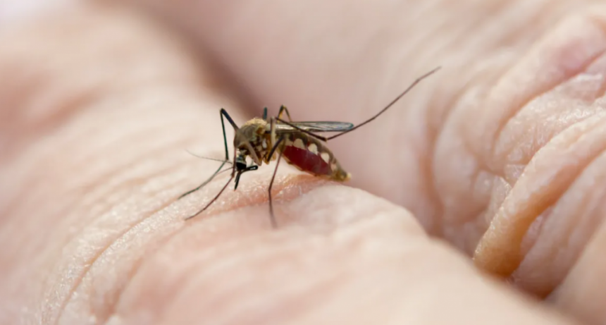 Dengue: marcado descenso en la curva de contagios en toda la provincia