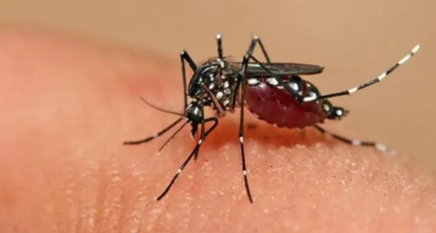 Dengue: con un marcado descenso de casos, Salud recomienda mantener los cuidados todo el a&ntilde;o