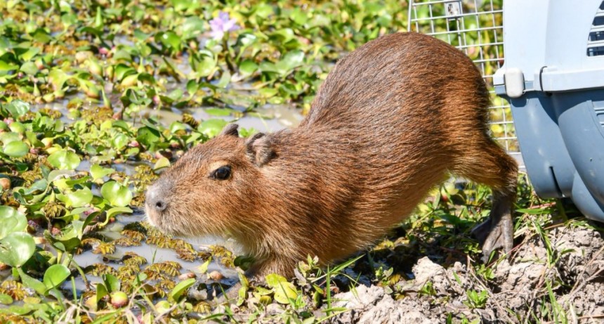 Biodiversidad: Provincia liber&oacute; fauna silvestre rehabilitada en el norte santafesino