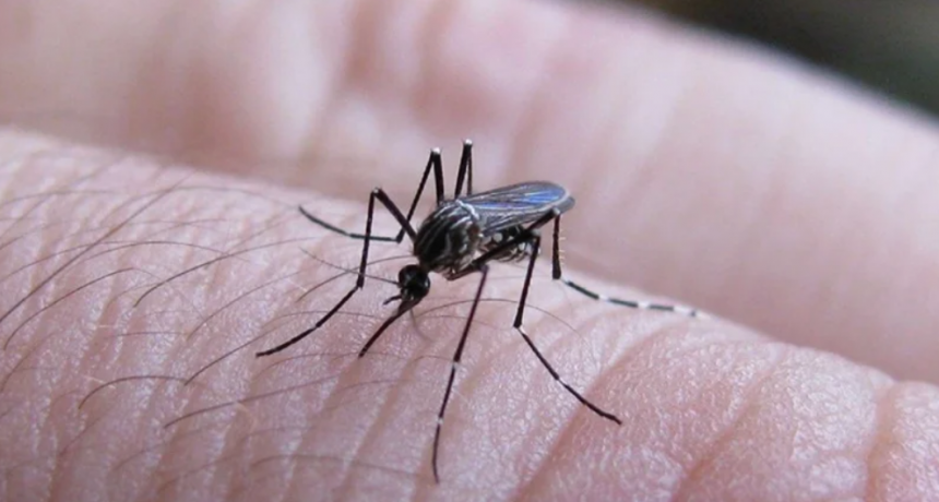 Dengue: con una estrategia integral en toda la provincia, Santa Fe registra un 85 % menos de casos