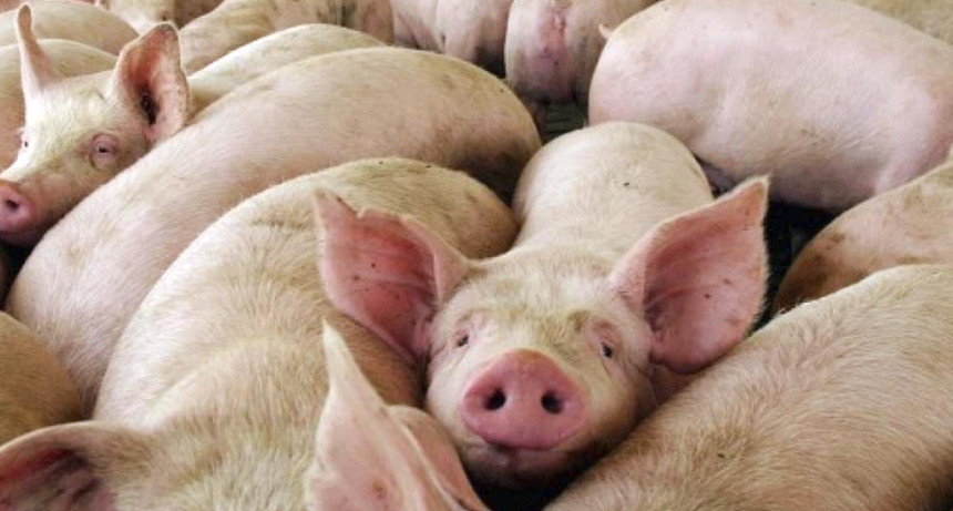 Salud investiga un brote de triquinosis y recuerda las medidas de prevenci&oacute;n