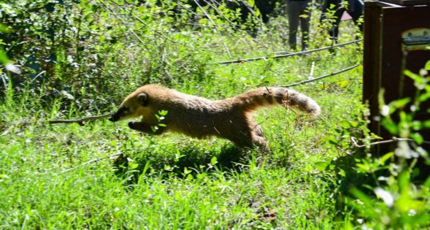 Biodiversidad: Provincia ya liber&oacute; m&aacute;s de 350 animales silvestres en 2025