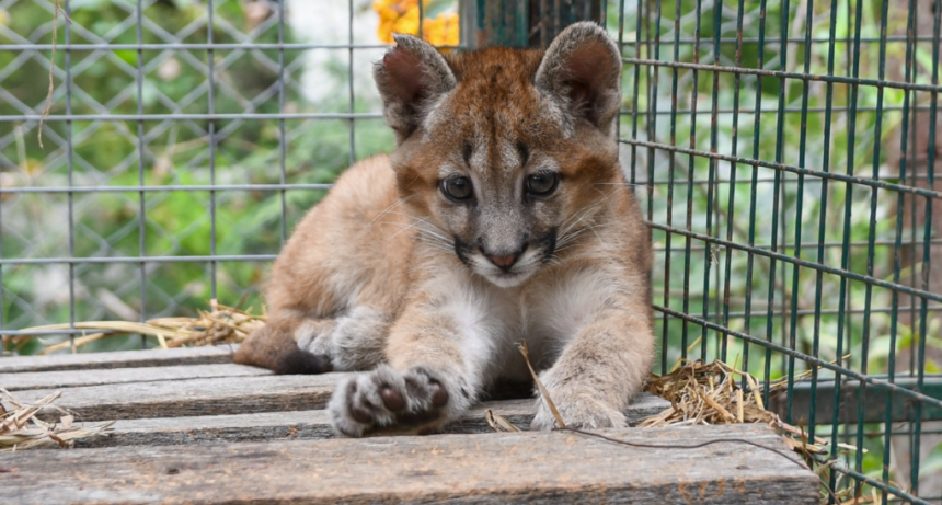 La Provincia rescat&oacute; cinco pumas, un guazuncho y una gallareta