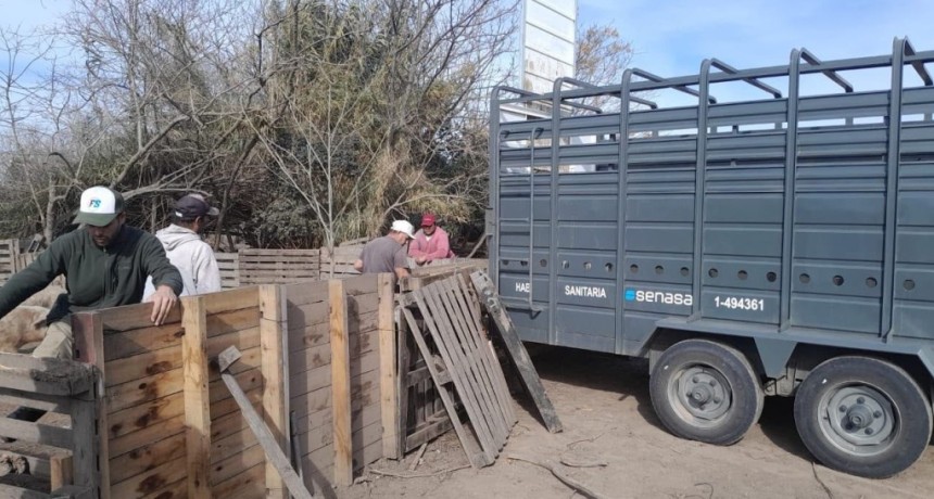 Intervinieron un criadero de cerdos en Ibarlucea y retiraron todos los animales tras confirmarse casos de triquinosis