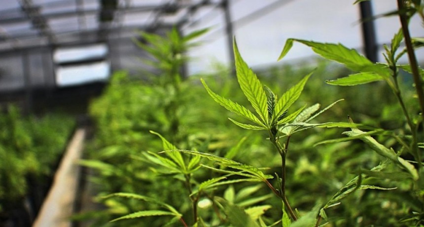 CANNALITORAL: llega el "Encuentro Regional de Cannabis" a Santa Fe