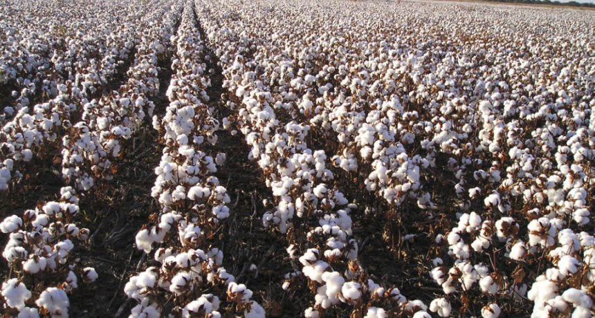 La Provincia abri&oacute; la inscripci&oacute;n al Registro Nacional de productores algodoneros