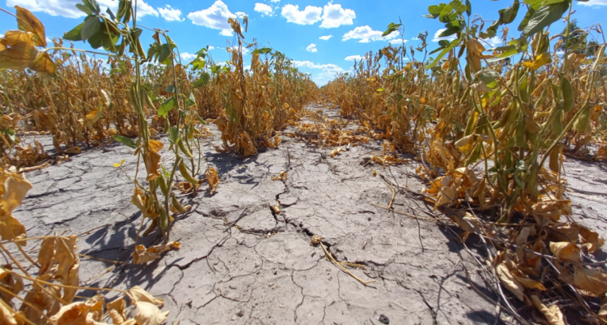 La Provincia prorrog&oacute; la Emergencia Agropecuaria por sequ&iacute;a en todo el territorio santafesino