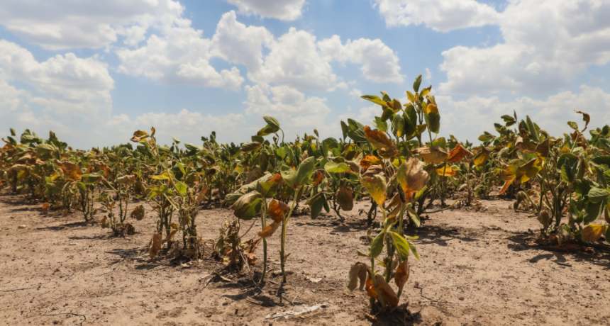 Santa Fe homolog&oacute; a nivel nacional la pr&oacute;rroga de la emergencia agropecuaria por la sequ&iacute;a