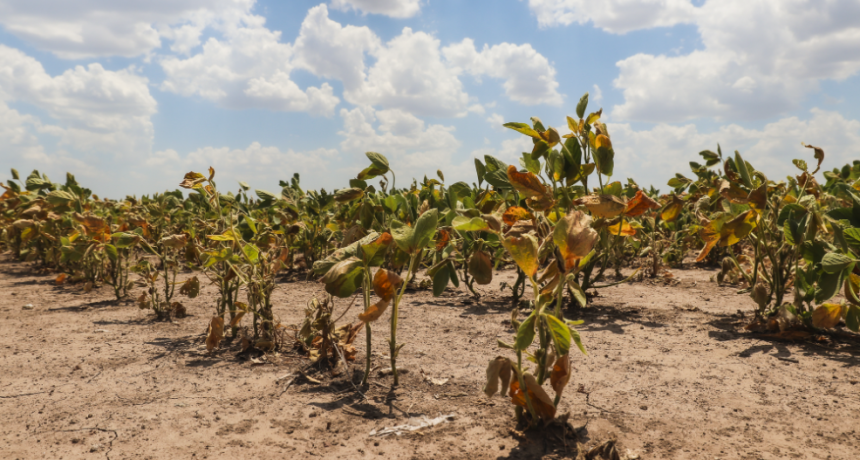Santa Fe abre nuevamente la reinscripci&oacute;n para productores con certificado de emergencia agropecuaria afectados por la sequ&iacute;a