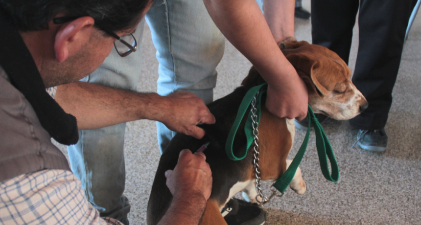 La Municipalidad de Sauce Viejo contin&uacute;a con el cuidado y control de la poblaci&oacute;n animales de compa&ntilde;ia