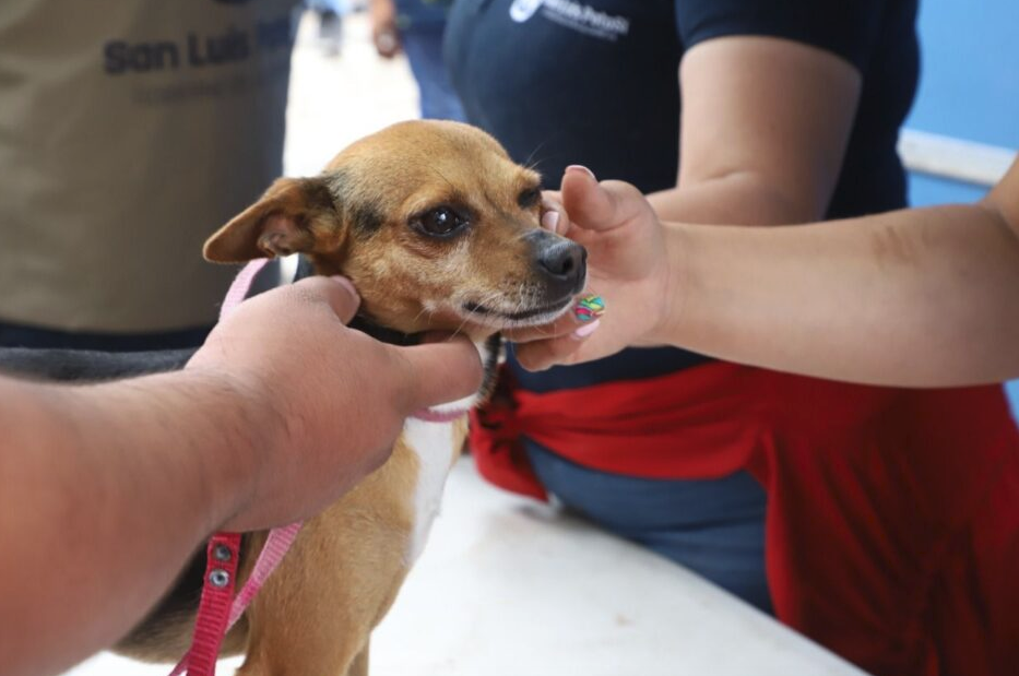 Protección Animal Municipal: servicios y campañas durante octubre en Santo Tomé