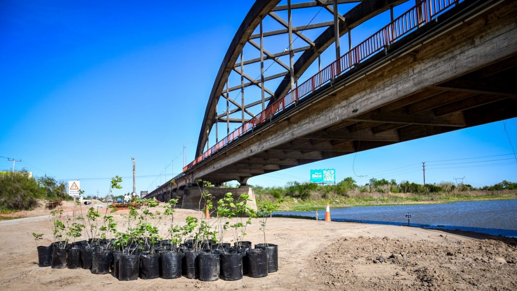 Nuevo puente Santa Fe -Santo Tomé: Provincia salvará más de 600 lapachos 