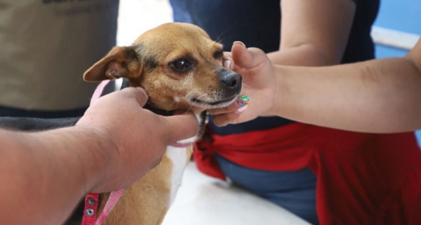 Protecci&oacute;n Animal Municipal: servicios y campa&ntilde;as durante octubre en Santo Tom&eacute;