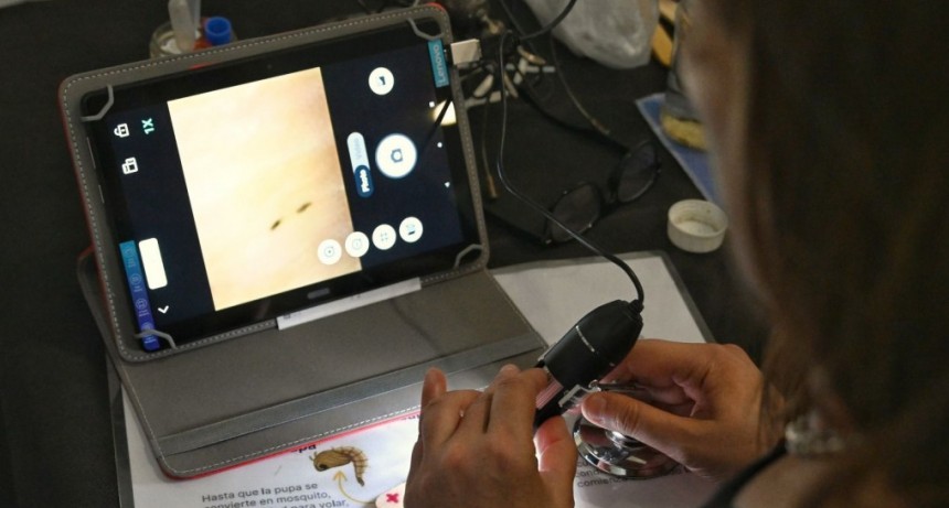 Objetivo Dengue: c&oacute;mo funciona la red de monitoreo que permiti&oacute; detectar la presencia del mosquito todo el a&ntilde;o