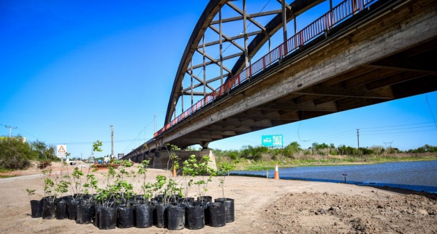 Nuevo puente Santa Fe -Santo Tom&eacute;: Provincia salvar&aacute; m&aacute;s de 600 lapachos 