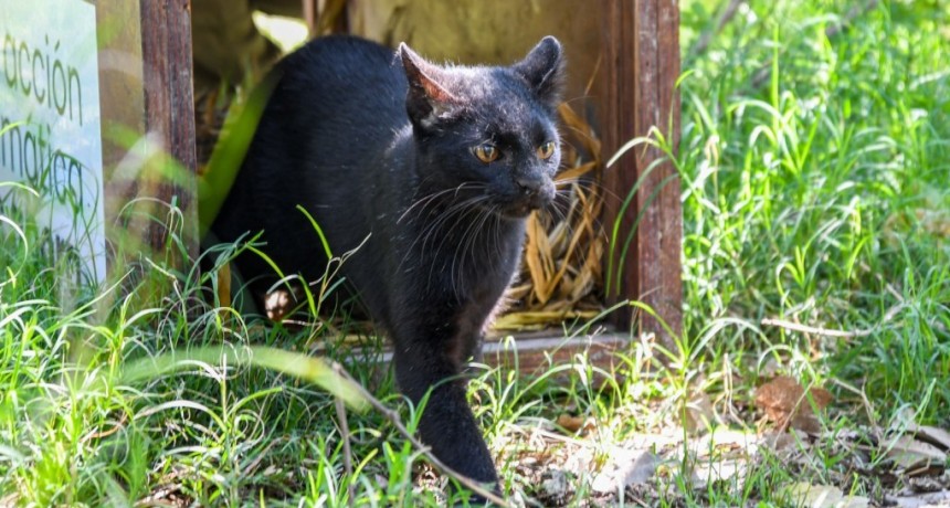 Biodiversidad: en 2025, Provincia ya liberó 460 animales silvestres en sus hábitats naturales